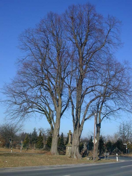 Bild 1 von 4 Linden an der Wewerstraße